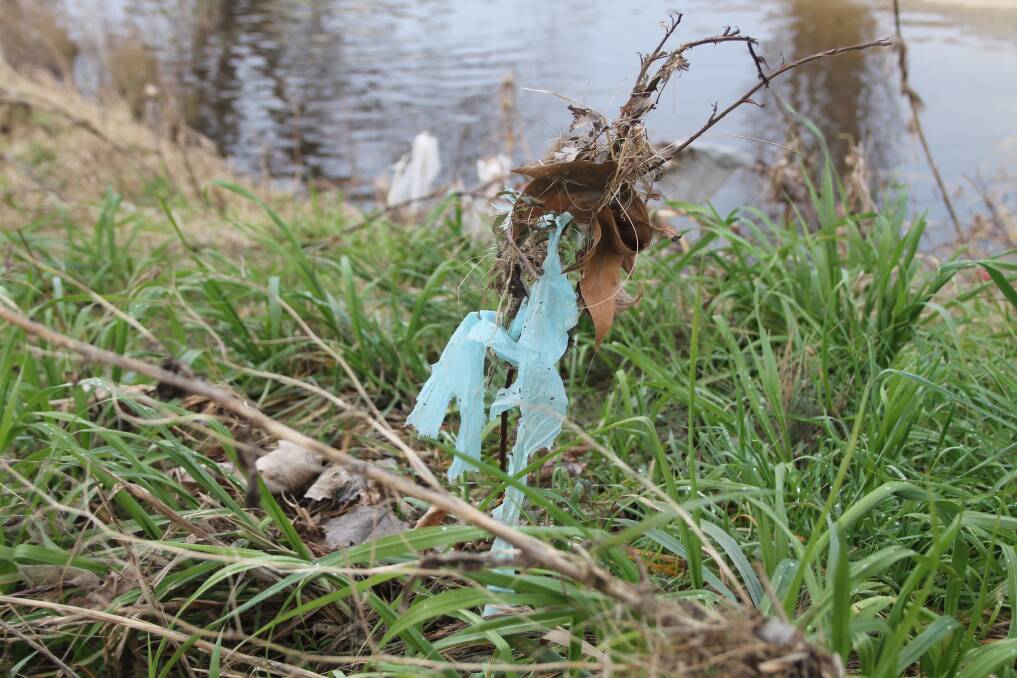 Bits of plastic have been caught in reeds along the Queanbeyan River. Photo: Gemma Varcoe.