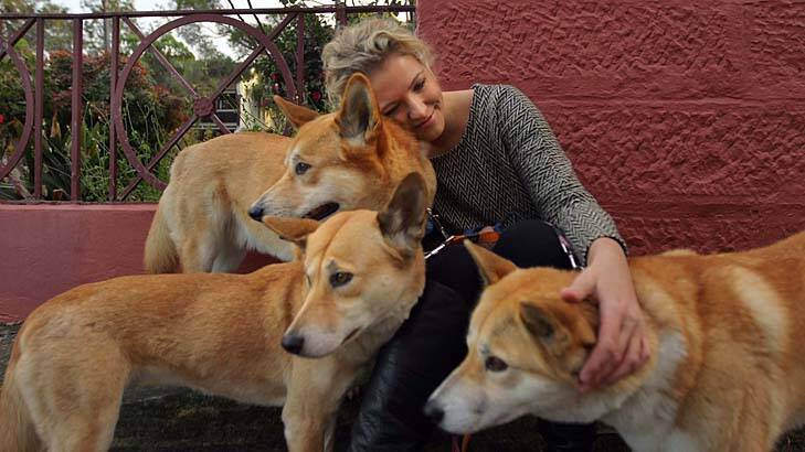 ''You get to talk to a lot of people and explain they can make really good pets'': Desiree Hemberger with Bear, Gerda and Persephone out for a walk in Newtown. Photo: Kate Geraghty