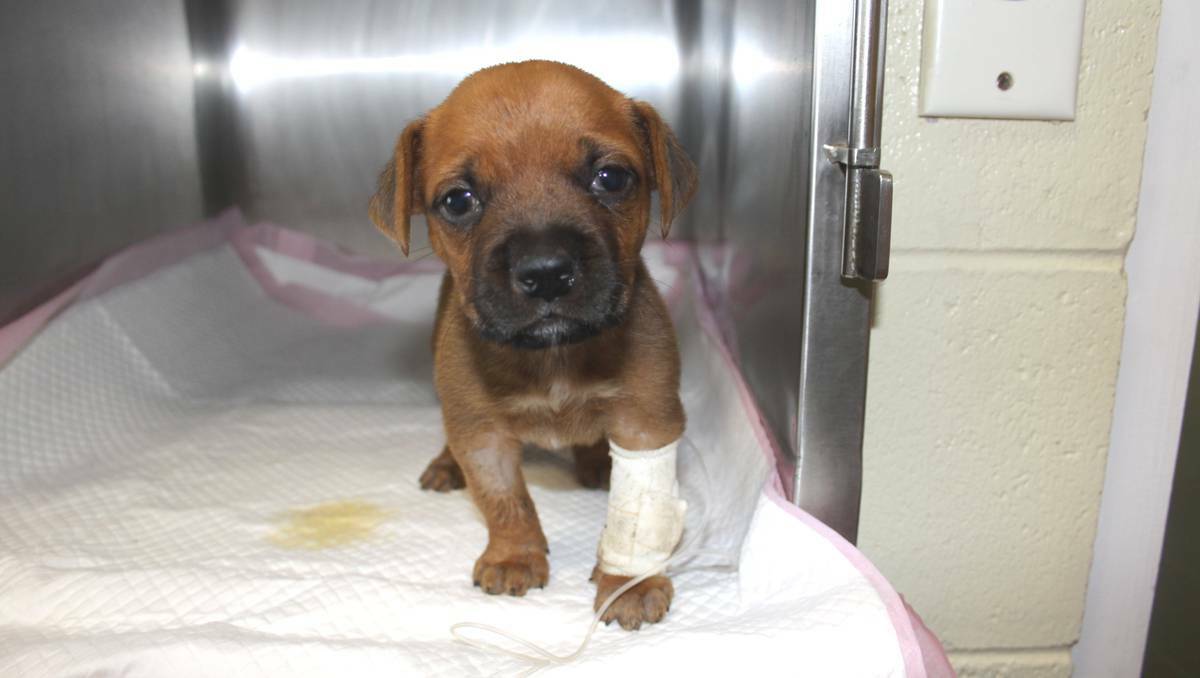 Newborn French-Boxer cross puppy Sam was still weak from the illness.