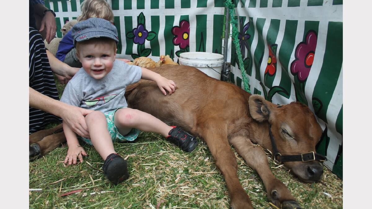 Archer Blyton becomes acquainted with a calf at the Patting Paddock. Photos: Andrew Johnston, Queanbeyan Age