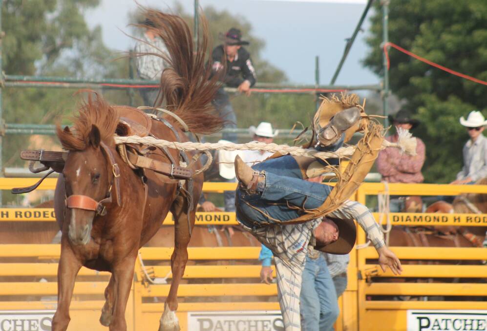 Cowboy Lindsay Pate takes a tumble during last year's Queanbeyan Rodeo. Photo: Andrew Johnston, Queanbeyan Age