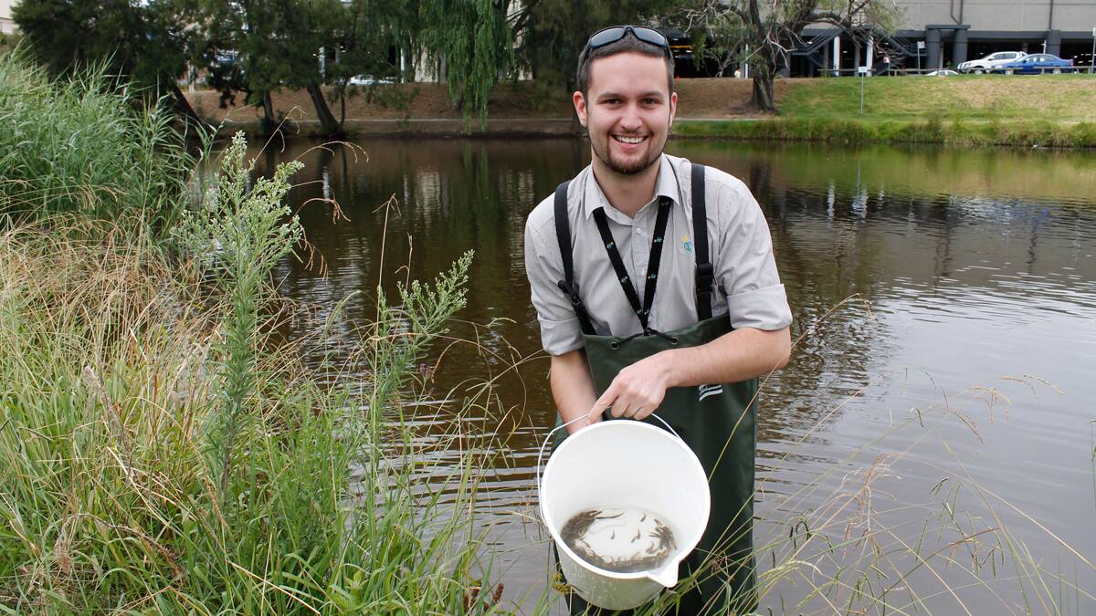 Council environmental health officer Andrew Gault releases Murray Cod fingerlings into the Queanbeyan River on Tuesday (PHOTO: David Butler).