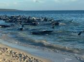 Between 50 and 100 pilot whales are stranded at Toby's Inlet near Dunsborough in Western Australia on April 25. Picture via Facebook/Parks and Wildlife Service, Western Australia