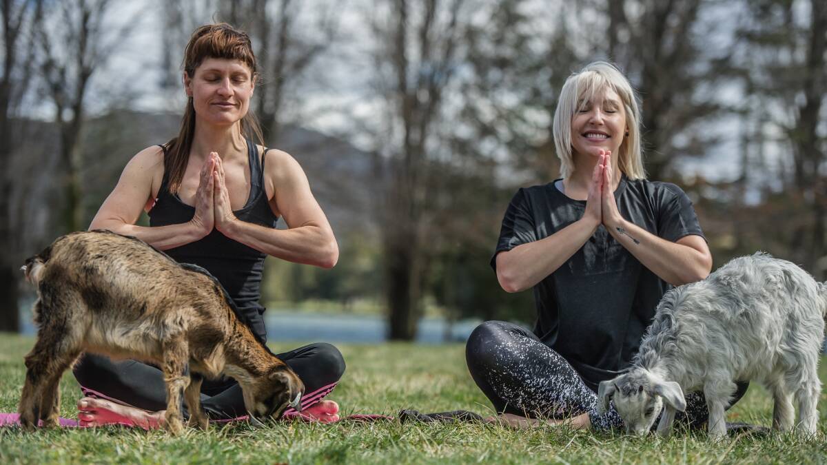 NEW FAD: Goat Yoga , a collaboration between Fiona Harris and Jo Flynn is launching in Canberra in November . Photo: Karleen Minney.