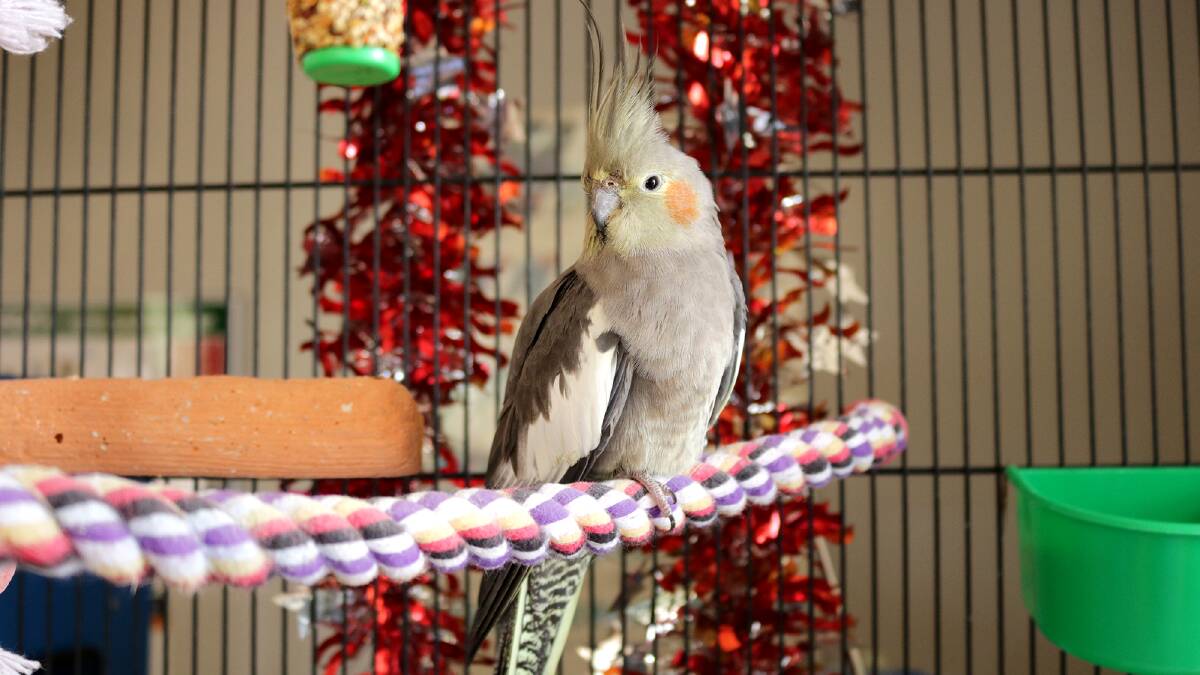 Yzma is a beautiful cockatiel, and her history is unknown. She’s still wary of humans and likes to open up her mouth to try and look bigger than she is, but she still looks cute doing this! Ideally, it’d be best if she had other cockatiels around to show her the ropes and keep her company. 