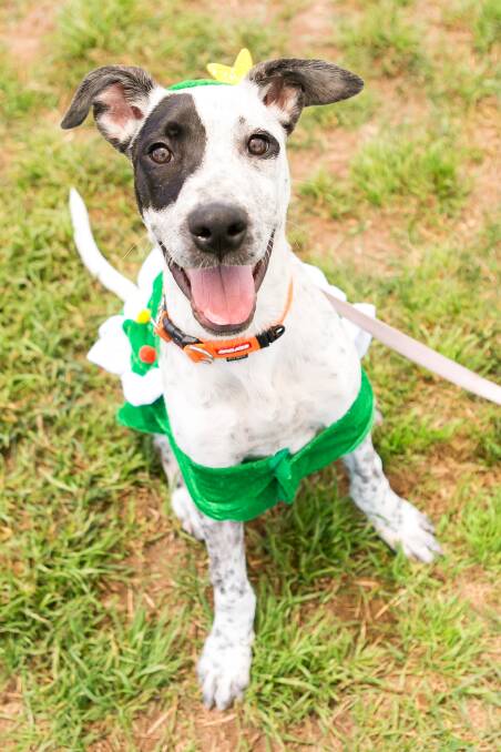 Ranger is a four-month-old pup with the world at his paws. He is friendly to everyone he meets and would love an older brother or sister to show him the ropes. Ranger has had a little basic training and will happily sit in front of you for treats.