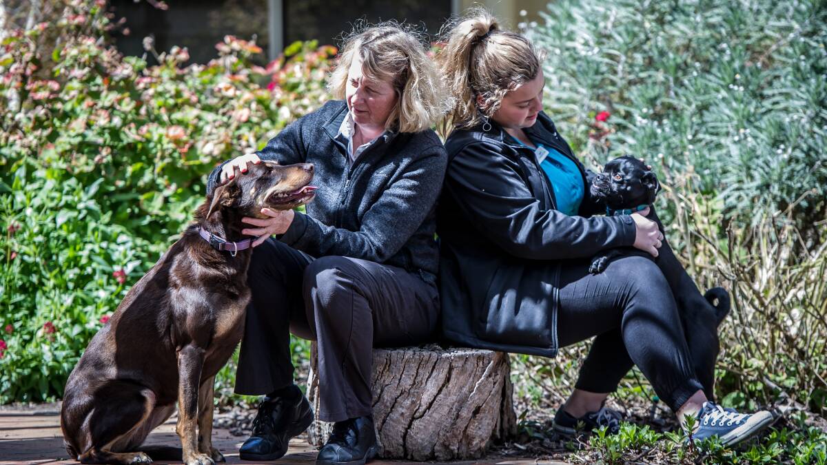 WARNING: Hall Vet Lesa Potten (left) and head receptionist April Maney have concerns about the recent arrival of paralysis ticks in ACT. Photo: Karleen Minney