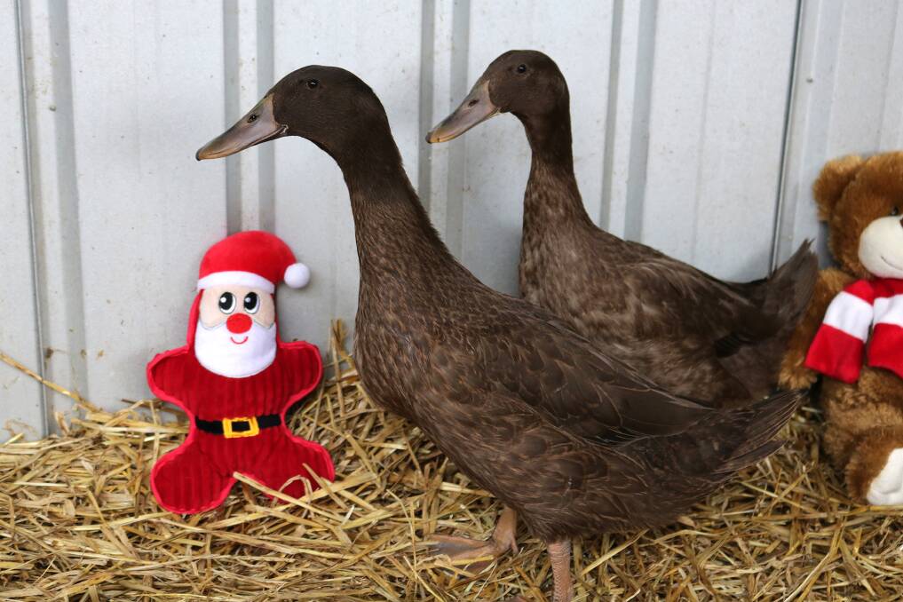 Brooklyn and Denver are a pair of bonded ducks that came to the shelter as strays and are looking for a brand new home! They are such good friends that they become stressed and call for each other when separated. We would love for them to celebrate Christmas in a new home together.
