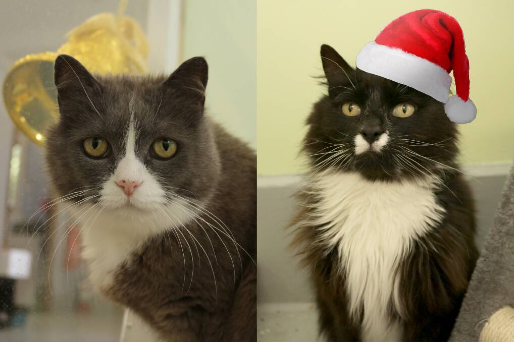 What a beautiful pair Helga and Phyllis are! Helga and Phyllis can sometimes need some kind words and encouragement to come out and greet new people but are both very affectionate in doing so. Both girls have a charming and gentle nature; they love to be petted and fussed over.
