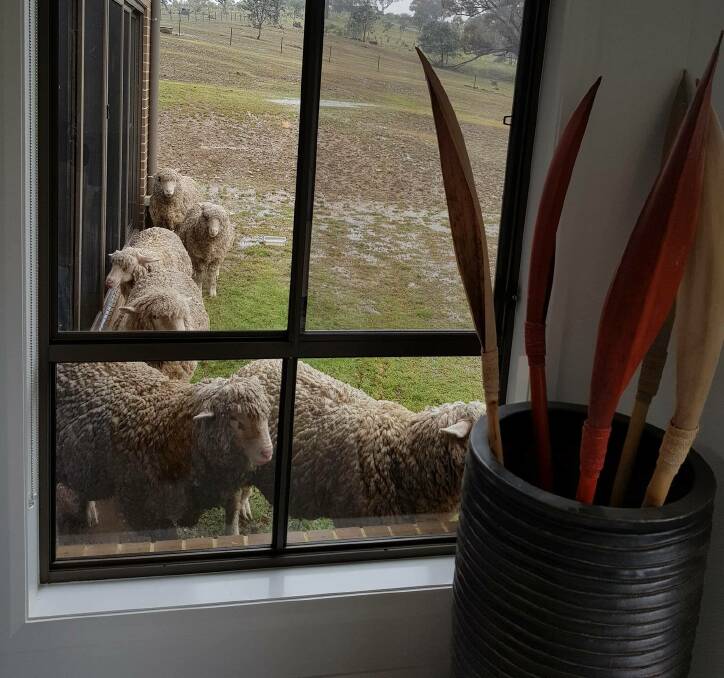 The house looked more appealing than the rain-soaked yard for Carwoola sheep. Photo; Nadia Nardini.