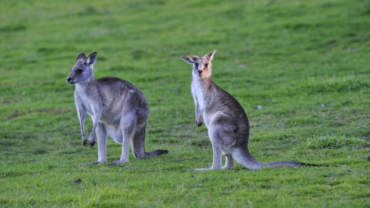 CULL EXPANDS: ACT plan to cull up to 2606 kangaroos in 2017. Photo: Melissa Adams
