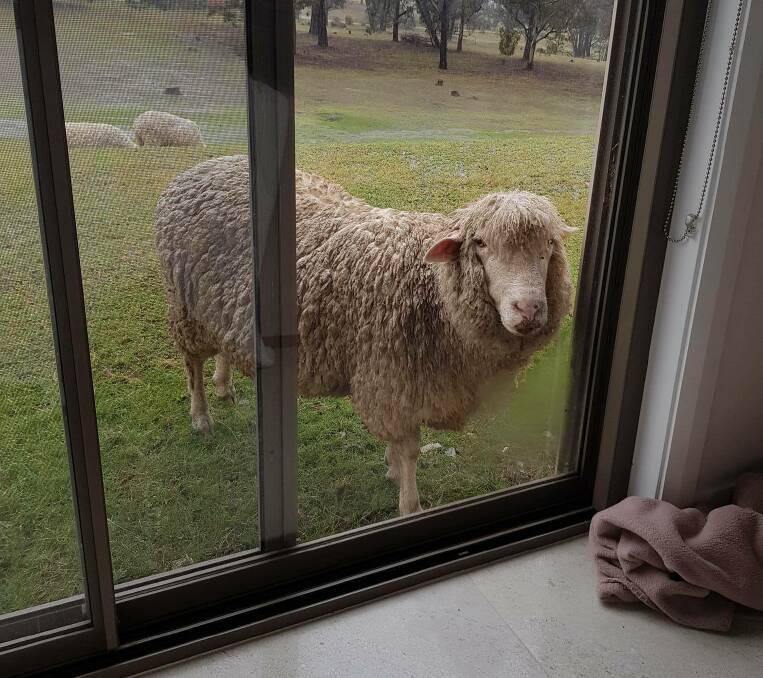 Nadia Nardini's sheep at Carwoola were keenly waiting at the door for an invitation to enter.