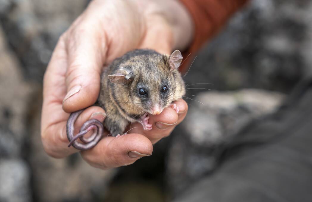 Kosciuszko's Mountain Pygmy-possum is listed as an endangered species. Picture: Supplied