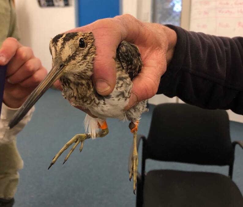 P3 back in the hands of researchers after an epic journey. Image provided by the Latham’s Snipe Project.