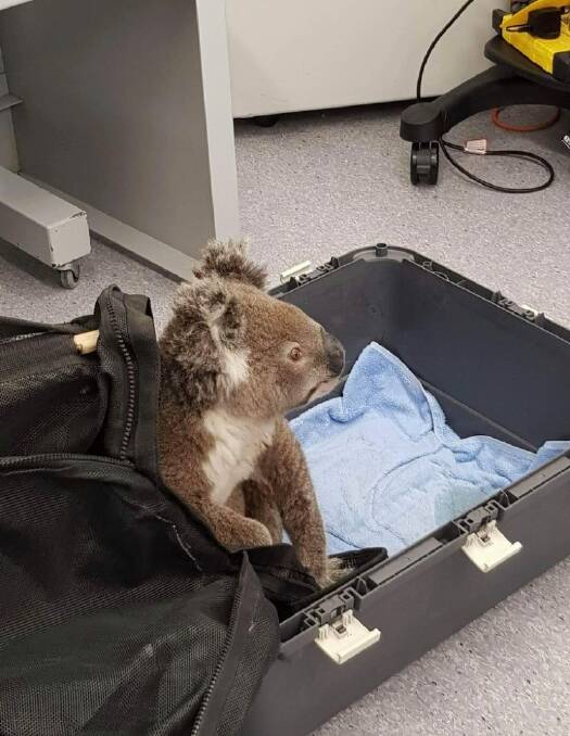A rescued koala cared for by Wildcare Queanbeyan.