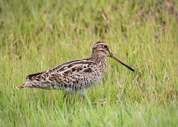 A Latham’s Snipe at Jerrabomberra Wetlands by Julie Clark. Image provided by the Latham’s Snipe Project.