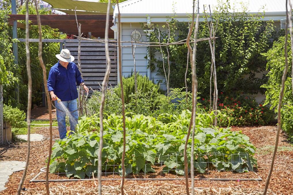 The shared veggie garden with summer crops underway. Having multiple beds allows Josh to rotate crops each season to reduce the likelihood of pest and disease issues. Photo: Robert Frith