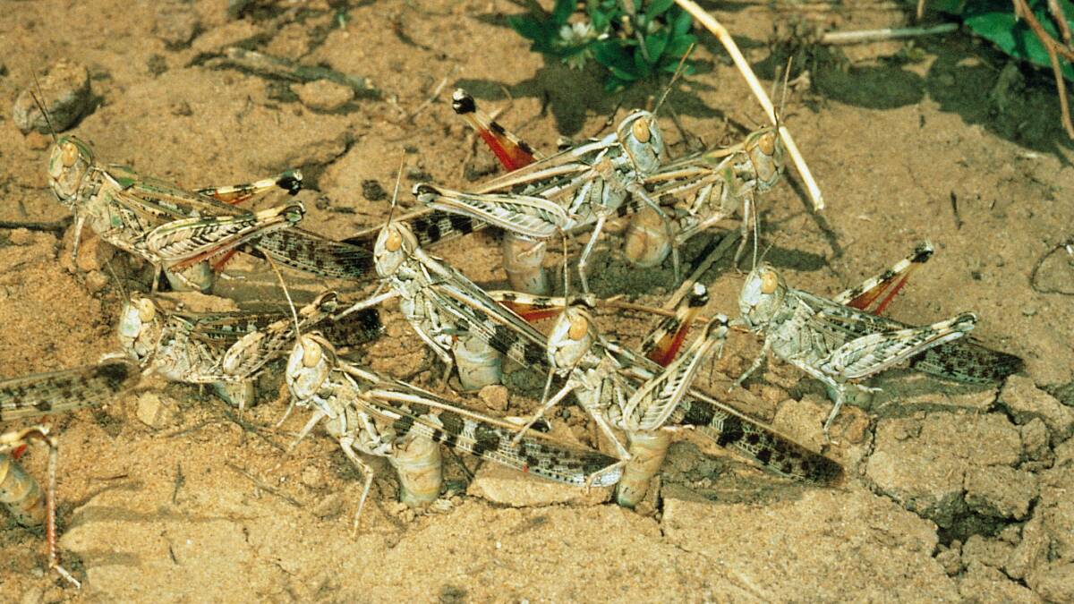 Close-up: Australian plague locusts.