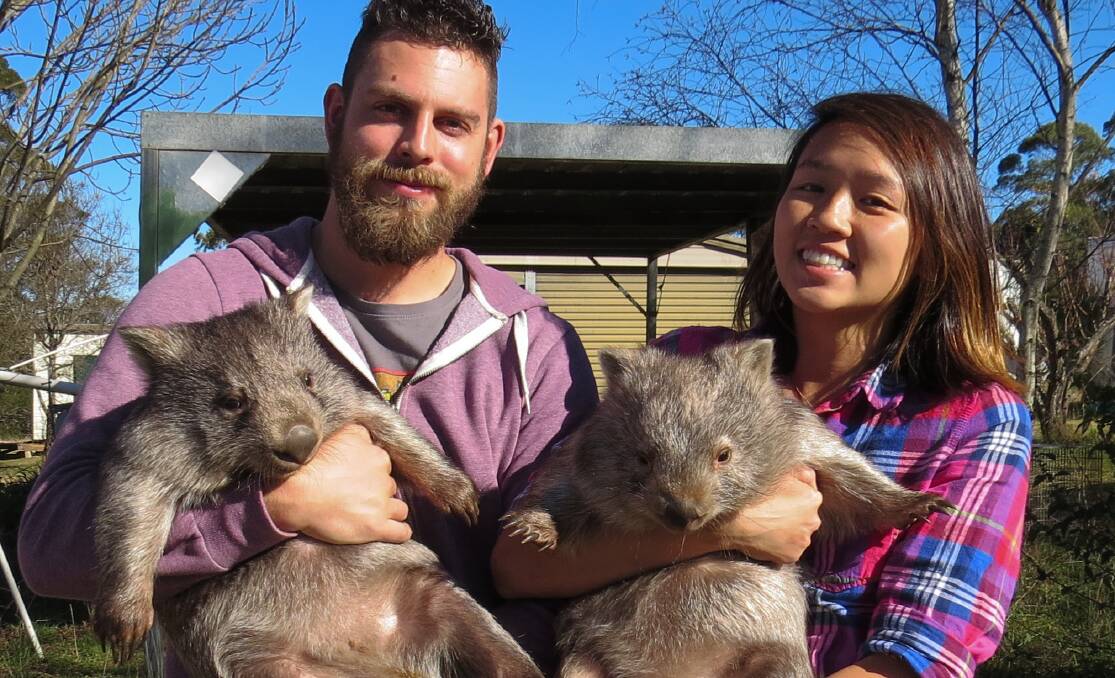 WWOOFERS (Willing Workers on Organic Farms) with wombats. The Majors Creek Wombat Refuge regularly hosts overseas volunteers who work rehabilitating wombats for release.
