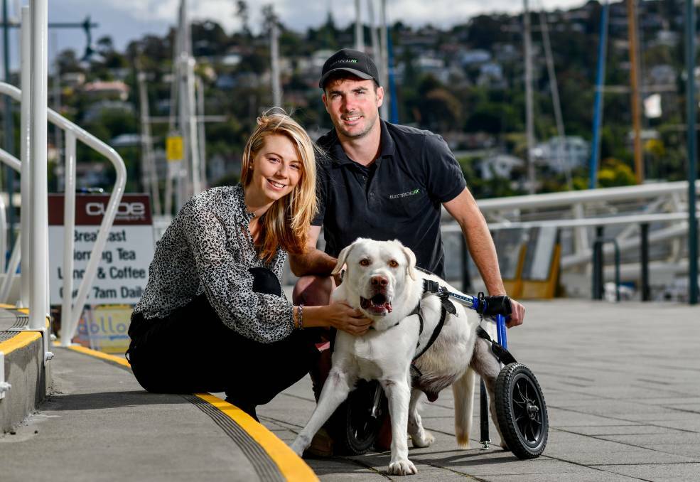 Albie the dog with his humans Carly Edmunds and Sam Henley. Photo: Scott Gelston
