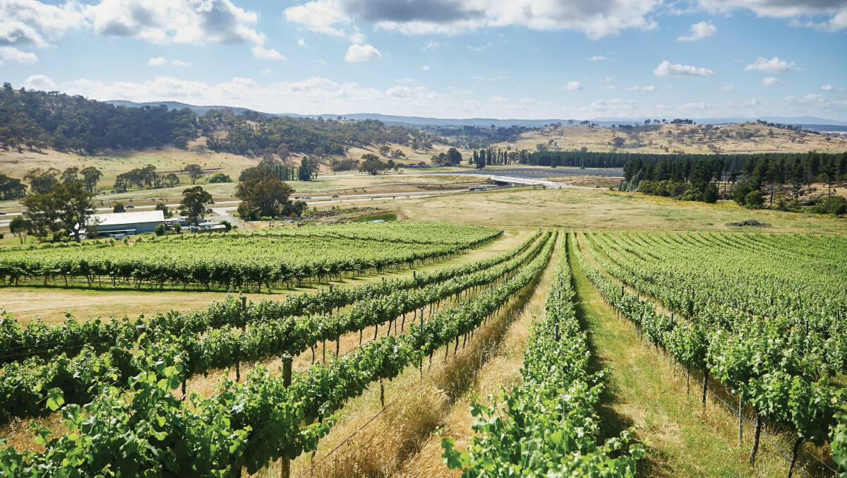 TASTE OF PARADISE: Canberra Capitals great Jess Bibby is looking forward to exploring the region's many beautiful wineries this summer, like Mount Majura Vineyard. Photo: Stuart Miller.