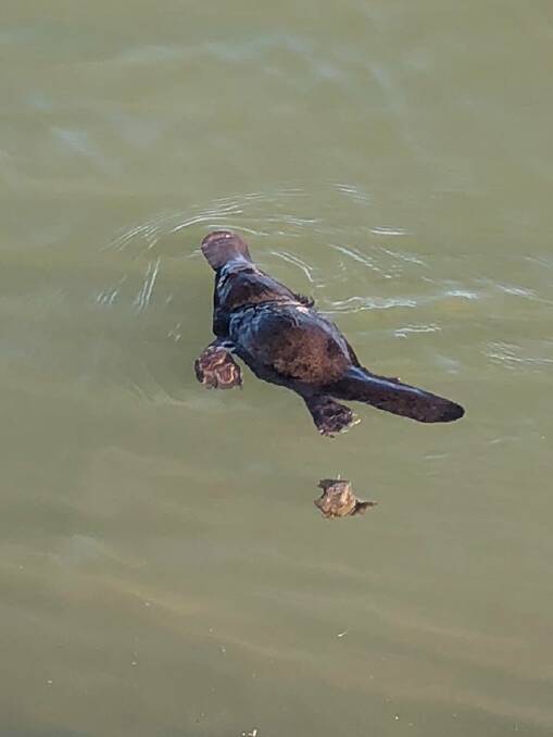 Iconic: Platypus numbers decline, with Queanbeyan River survivng. Photo supplied.