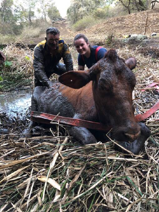 Up to our necks: RFS volunteers Jason Hooper and Jess Love (and the cow) are all smiles after the mud-hole rescue last week in Queensland. Photo supplied.