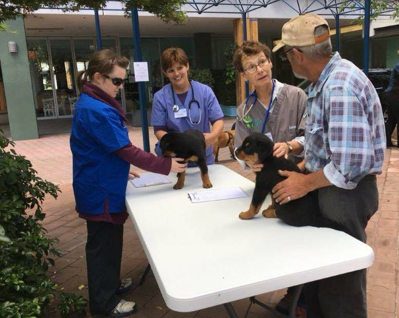 Free service: Pets in the Park has been running every month since April 2017 outside Pilgrim House. They have helped dozens of pets belonging to homeless people. Photo: Supplied