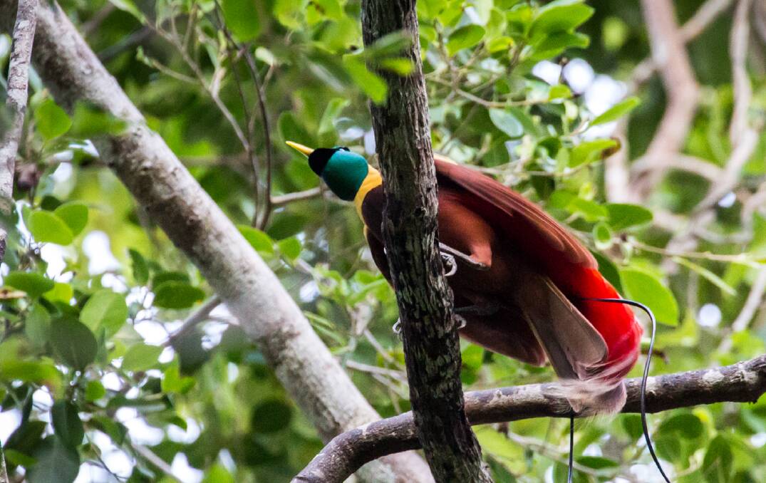 The red bird-of-paradise, which is only found on four small islands in the world.