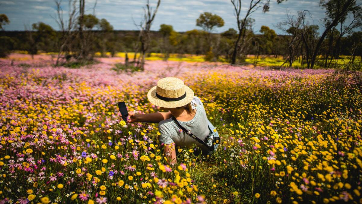 A field of colour: Western Australia hosts the world's largest flower show.