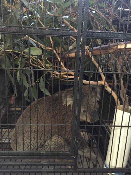 A caged koala at the ANU. Picture: Supplied