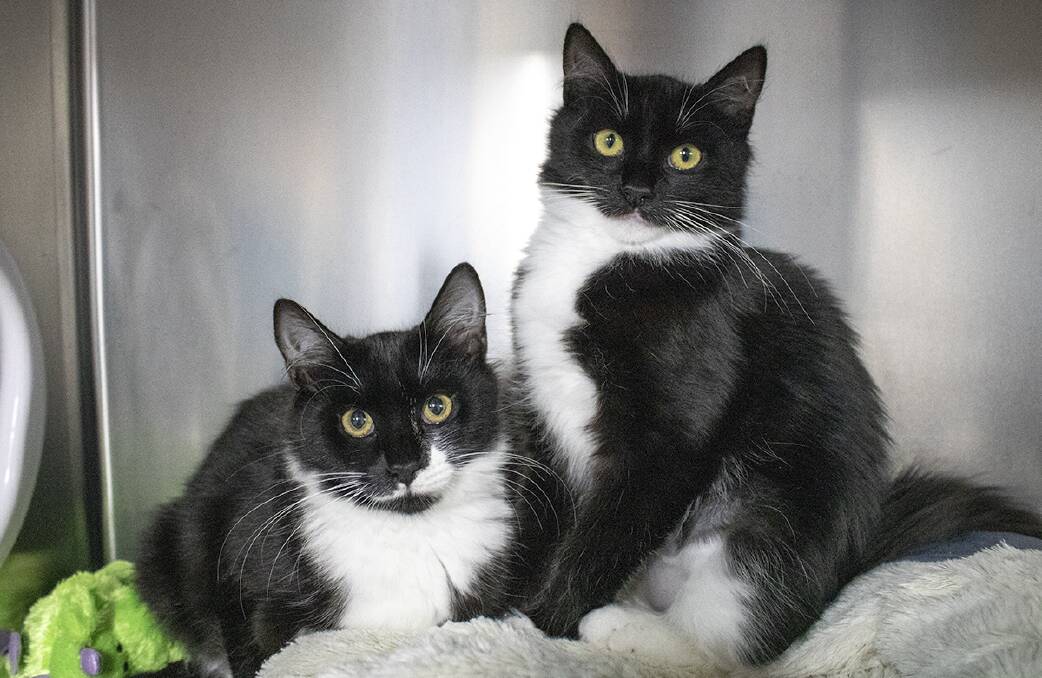 SISTERLY LOVE: Cagney and Lacey are looking for their new home.