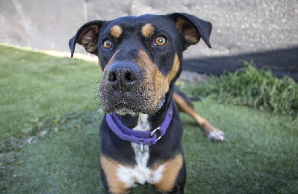 GOOD GIRL: If you want a dog who will love you to pieces then Nelly is the girl for you.