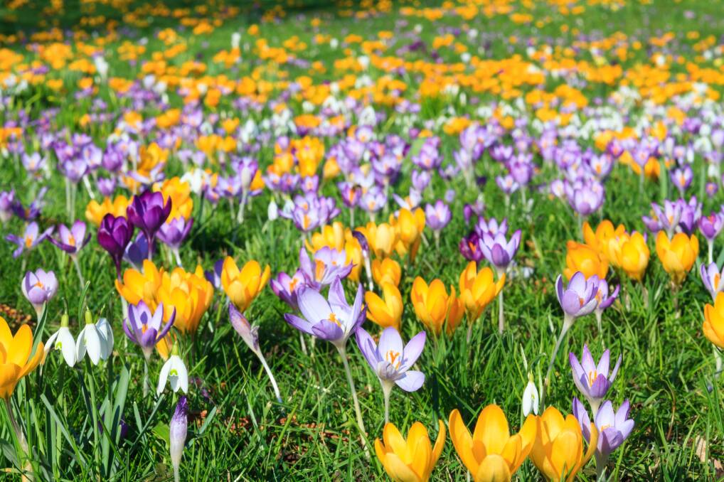 MEADOW STYLE: Unmown grass is an ideal setting for bulbs such as crocus, which often look their best in drifts of colour.