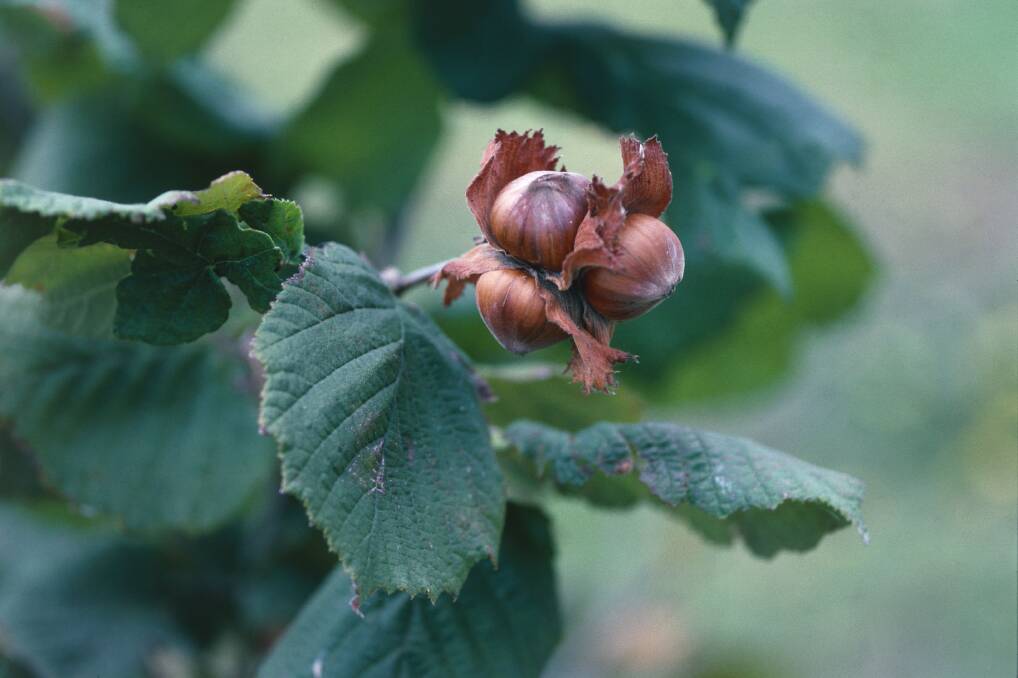 NUTS TO THAT: Hazelnuts can grow as a small tree or a hedge, and vacuum cleaners make quick work of nut collecting.