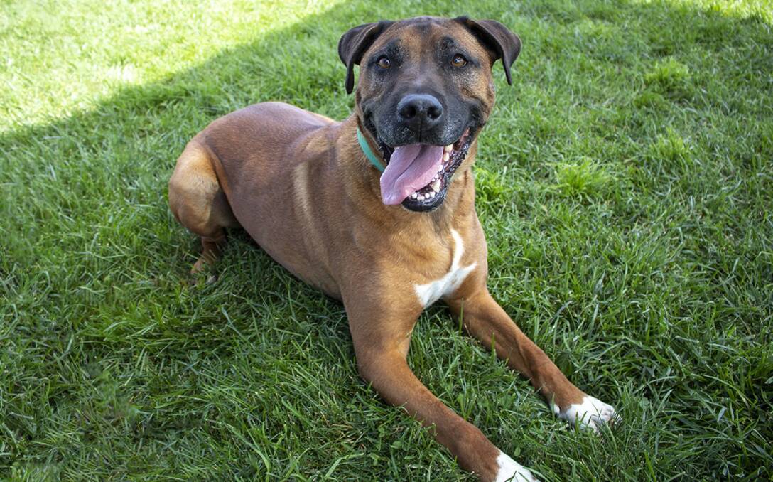 ENERGETIC: Jake is looking for a quiet home, with a big backyard so that he can play with his tennis balls.
