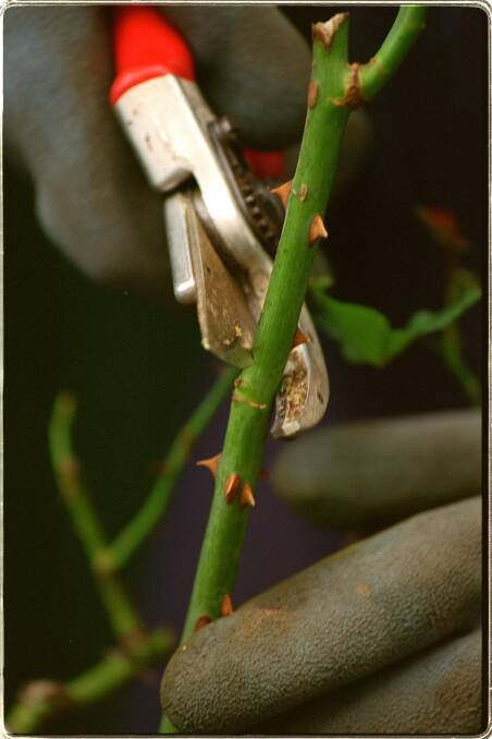 SNIP: Select a bud that faces in an outwards direction and make a cut with clear sharp secateurs slightly above.