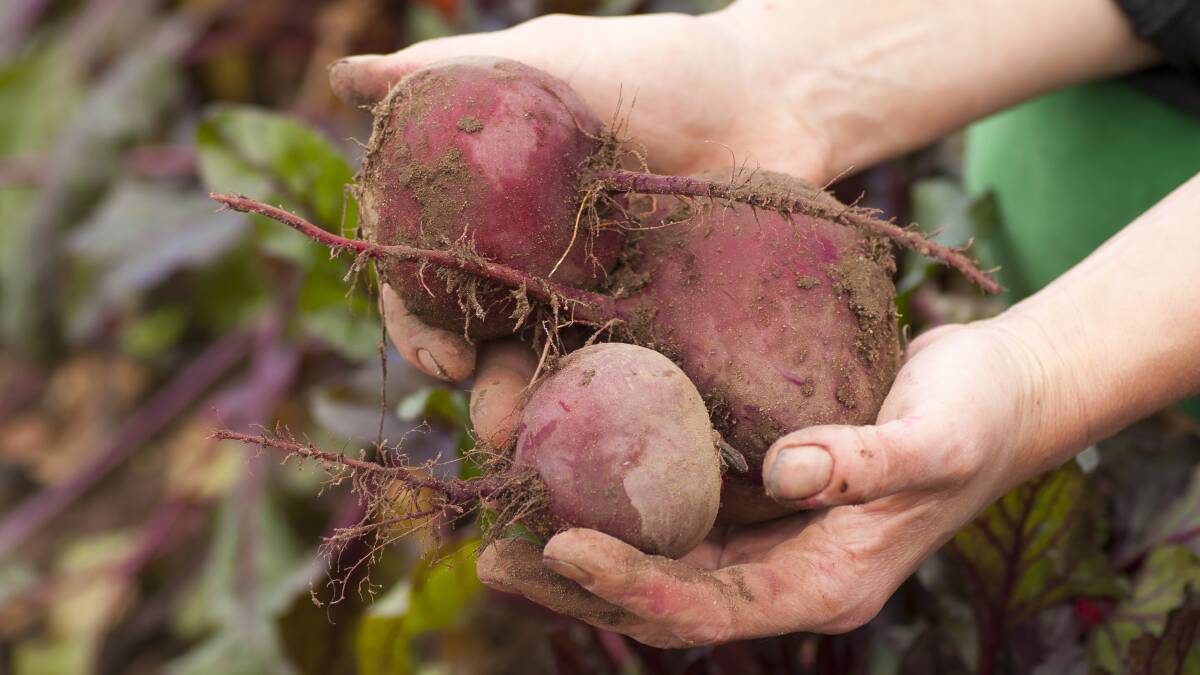 You can’t beat a tasty beet