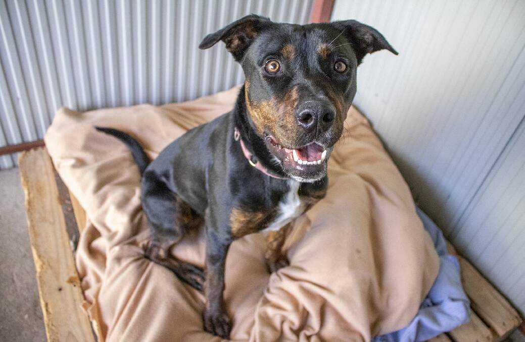 GOOD GIRL: Smart and energetic, Zara will bring a bit of bounce to your life.