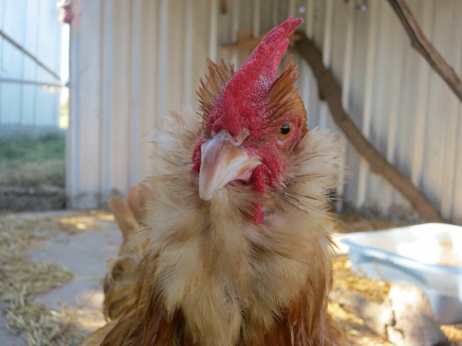 HOME TO ROOST: Badger is just one of our handsome roosters looking for a 'happily ever after' ending to his adoption story.