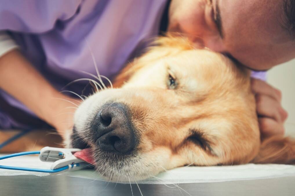 LETTING GO: When is the right time to consider putting down a beloved pet? These suggestions can help you make the right decision. Photo: Shutterstock.com