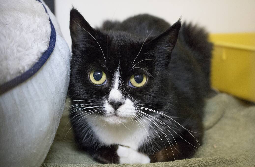 GENTLE: Sweet Cherub needs a quiet home. Could it be yours?