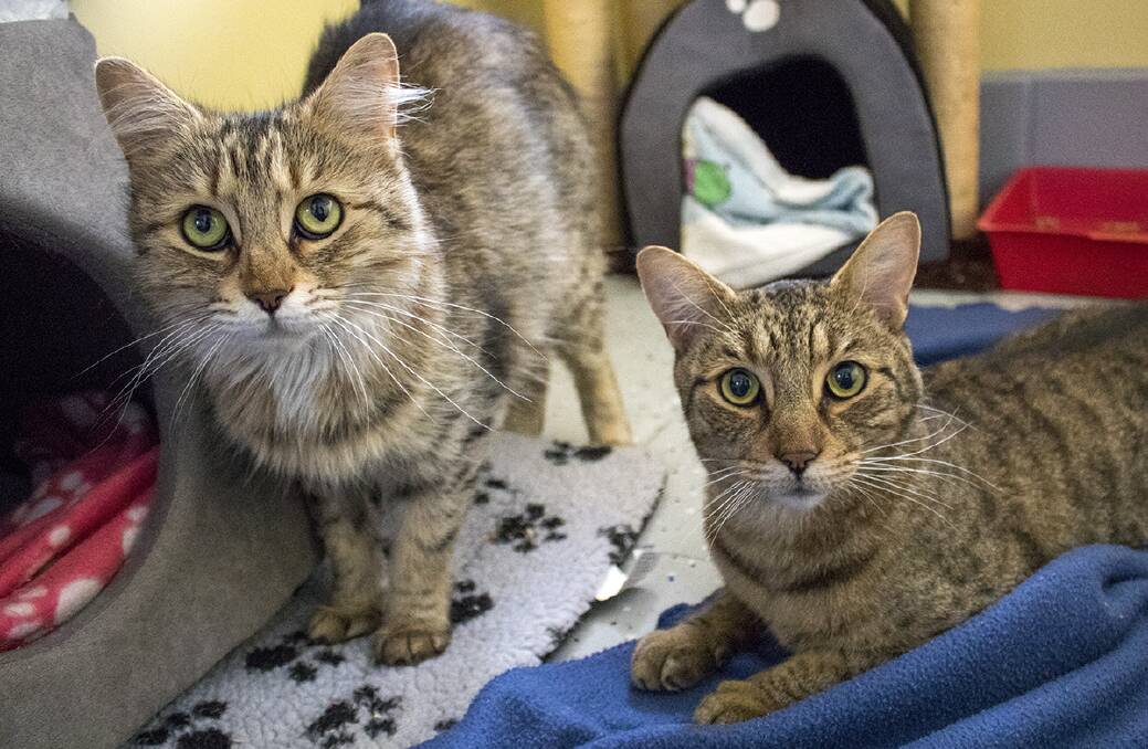 DOUBLE FUN: Madeline and Maxwell are hoping to find a home together.