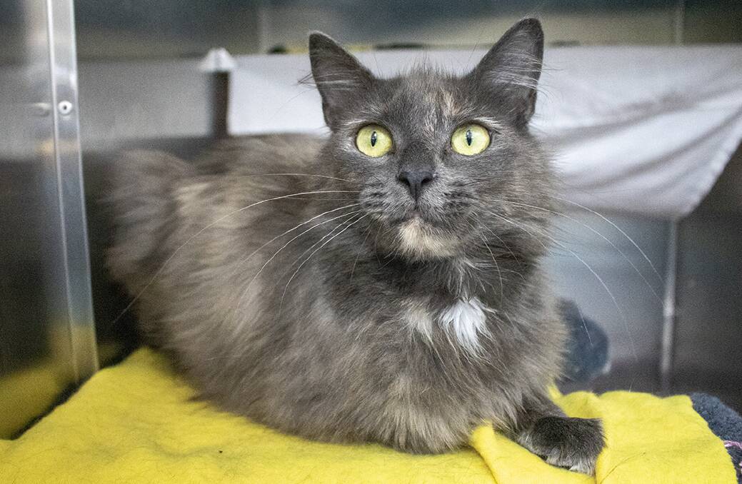 PURR-DY LADY: She's soft and sweet and keen to meet.