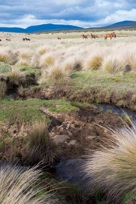 DAMAGING FOOTPRINT: Wild horses are destroying the mountain home of the endangered corroboree frog, and impacting on our drinking water.