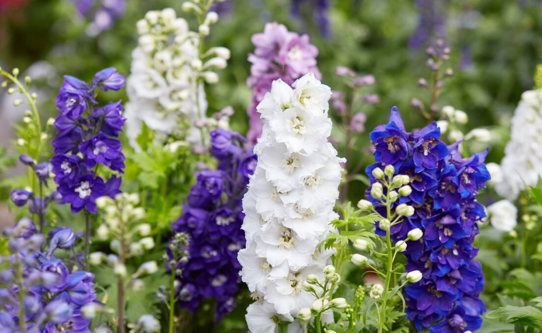 CALMING: English gardener Gertrude Jekyll constantly extolled the virtues of blue flowered plants, incorporating flowers such as delphiniums in her famous herbaceaous borders.