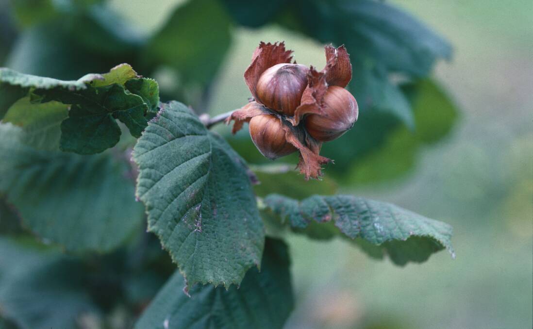 NUTS TO TRY: There are two ways to grow hazelnut trees - which one could work at your place?