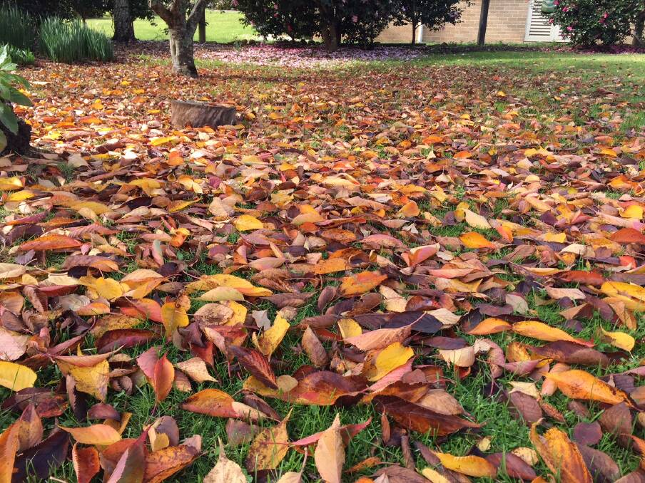 NO RAKES: A carpet of autumn leaves on your lawn brings another dimension to the landscape.