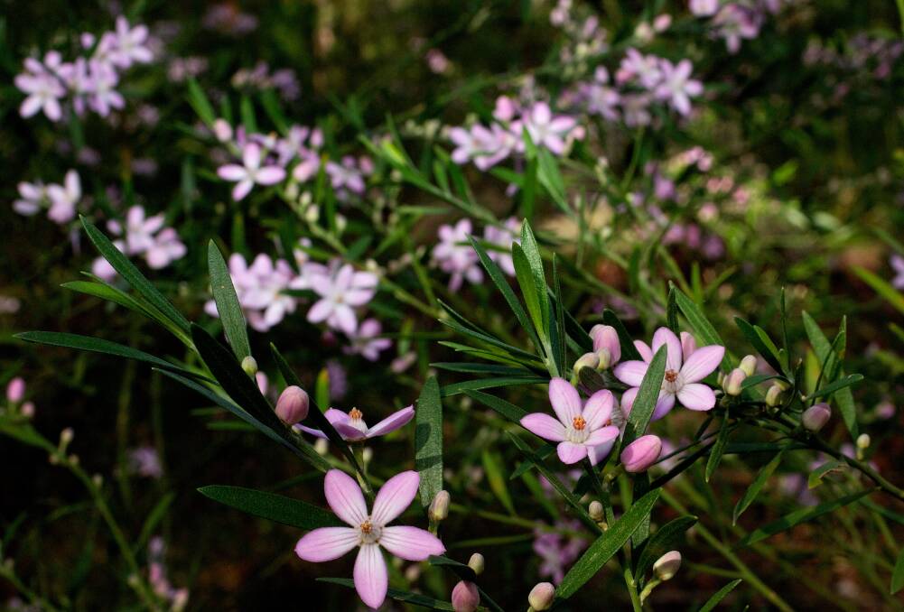 BIG RANGE: Pink Wax Flower [Eriostemon australasius] makes a pretty native shrub. Photo: Brendan Esposito