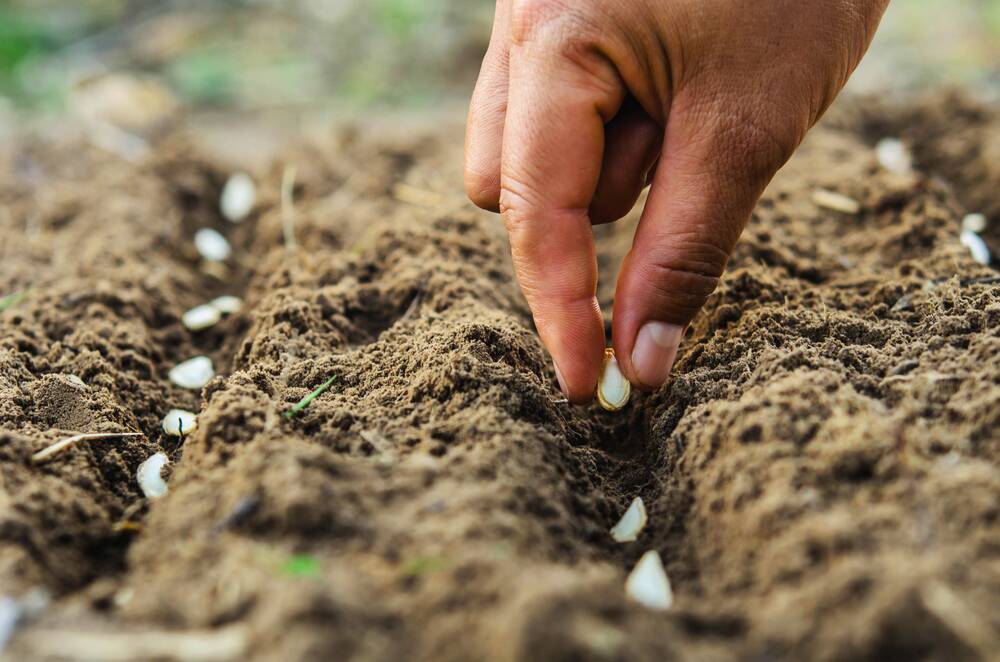 SOW IT RIGHT: Don't plant too deep or too shallow, or your seeds won't germinate.
